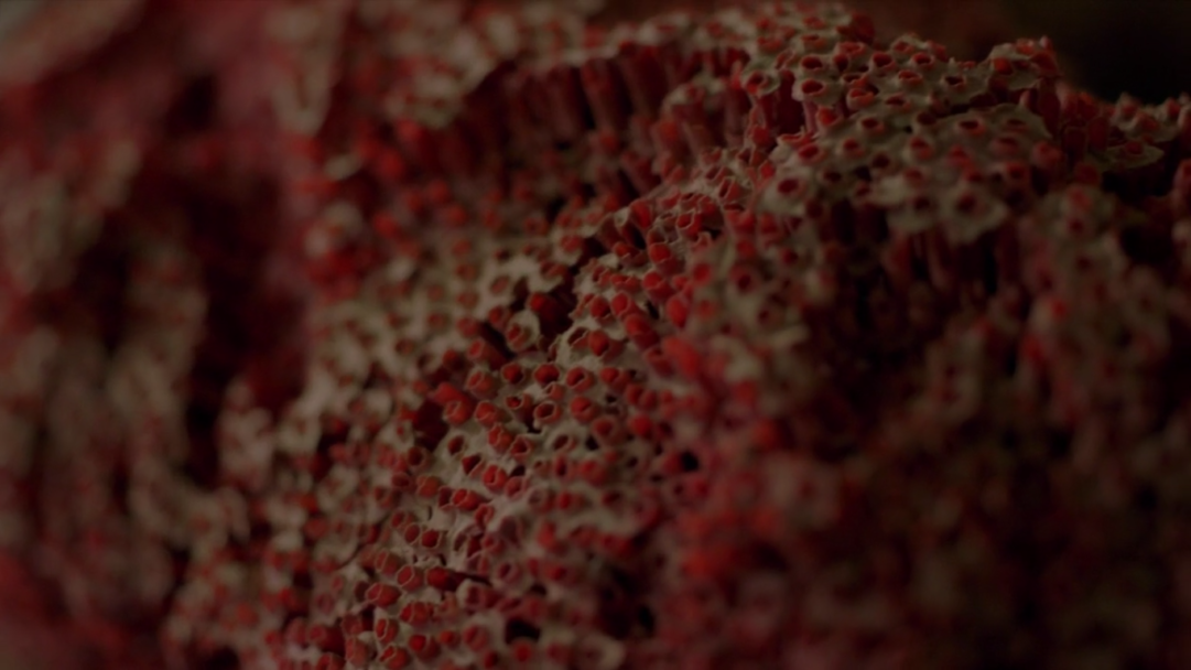 AHS Cult lascosasfelices5