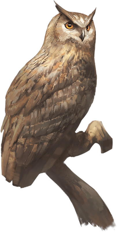owl
