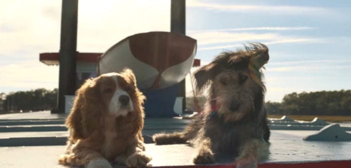 Trailer de La Dama y el Vagabundo