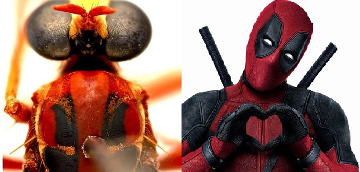 Deadpool y Thor se convierten en moscas australianas
