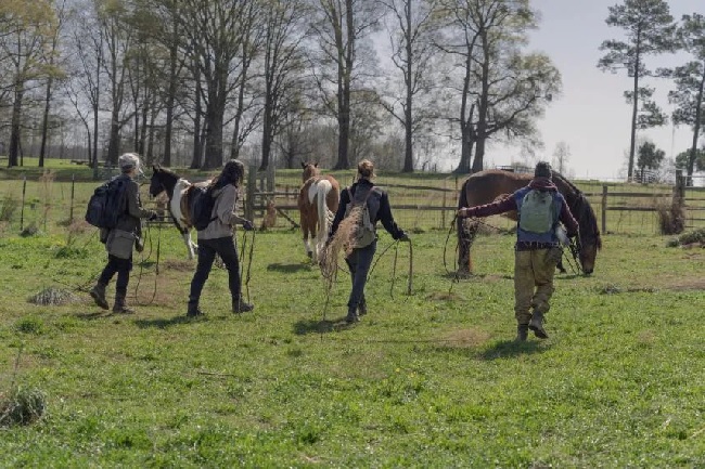 caballos