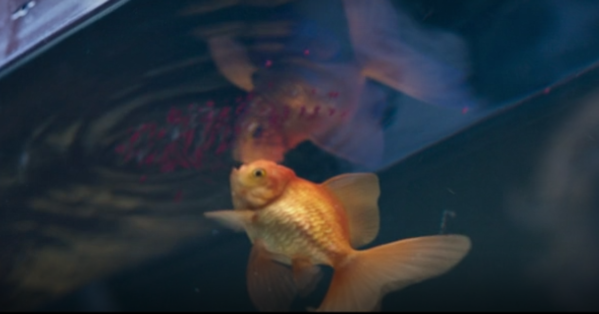 el pez